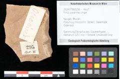 Foto (Objekt + Etikett) von Pinus oceanines Unger (NHMW-GEO-2024-0188-0295)